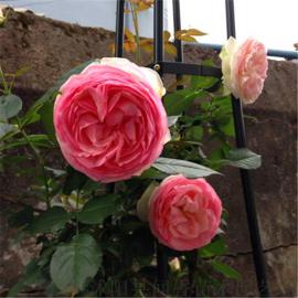 粉龙沙宝石 欧月品种 玫瑰 爬墙月季 品种 粉色藤本月季杯苗批发